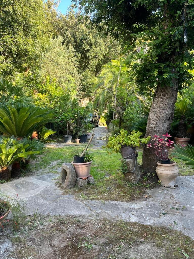 Apartment Le Dimore Di Zaro - Paradise Forio (Isola d'Ischia)