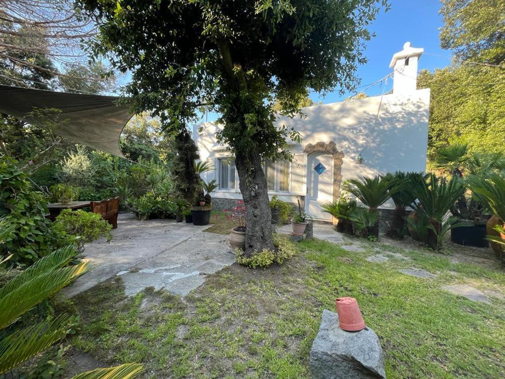 Le Dimore Di Zaro - Paradise Apartment Forio (Isola d'Ischia)